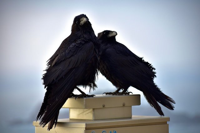 Two Ravens