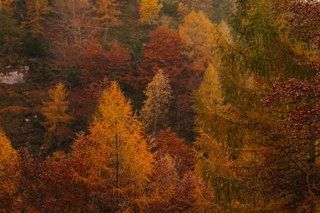 Forrest in the fall